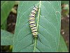 Monarch Butterfly