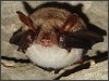 Greater Mouse-eared Bat