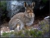 Mountain Hare