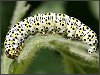 Mullein Moth