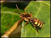 Nomad Bee