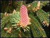 Norway Spruce