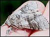 Pale Tussock