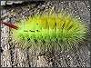 Pale Tussock