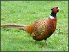 Pheasant