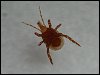 Phoretic Mite