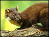 Pine Marten