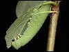 Poplar Hawk-moth