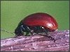 Poplar Leaf Beetle