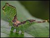 Poplar Kitten