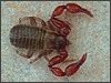 Pseudoscorpion