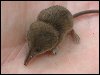 Pygmy Shrew