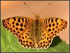 Queen of Spain Fritillary