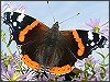 Red Admiral