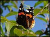 Red Admiral