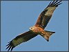 Red Kite