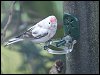 Redpoll