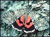 Red Underwing