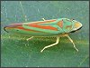 Leafhopper