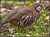 Red-legged Partridge