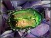 Rose Chafer