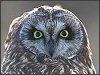 Short-eared Owl