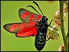 Six-spot Burnet