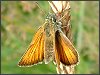 Small Skipper