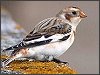 Snow Bunting