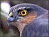 Sparrowhawk