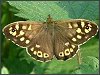 Speckled Wood