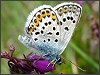 Silver-studded Blue