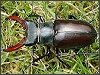 Stag Beetle