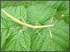 Stick Insect