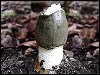 Stinkhorn