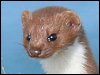 Stoat