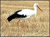 White Stork