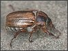 Summer Chafer