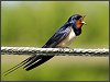 Swallow