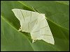 Swallow-tailed Moth