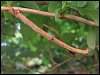 Swallow-tailed Moth