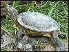 Terrapin