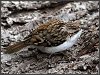 Treecreeper