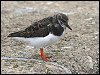 Turnstone