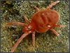 Velvet Mite