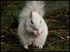 Grey Squirrel