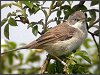 Whitethroat