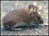 Wood Mouse