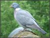 Wood Pigeon