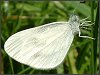 Wood White